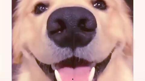 抖音网红狗子与我吃瓜